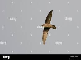 Image result for Chaetura pelagica