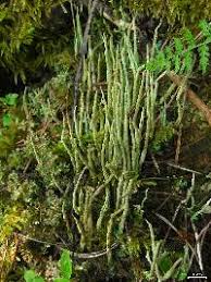 Attēlu rezultāti vaicājumam “Cladonia cornuta”