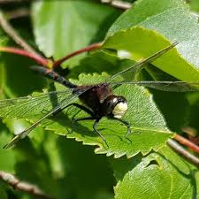Attēlu rezultāti vaicājumam “Leucorrhinia dubia male”