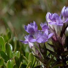 Attēlu rezultāti vaicājumam “Gentianella campestris”