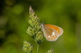 Attēlu rezultāti vaicājumam “Coenonympha glycerion underside”