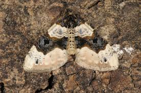 Attēlu rezultāti vaicājumam “Cosmorhoe ocellata”