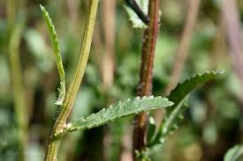 Attēlu rezultāti vaicājumam “Leucanthemum vulgare leaf”