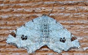 Attēlu rezultāti vaicājumam “Macaria alternata”