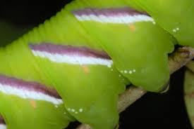 Attēlu rezultāti vaicājumam “Sphinx ligustri larva”