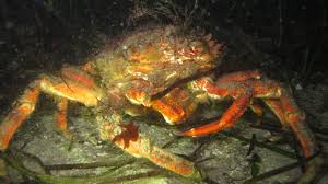 Image result for Maja brachydactyla