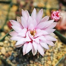 Image result for Gymnocalycium