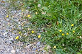 Attēlu rezultāti vaicājumam “Hypochaeris radicata bud”