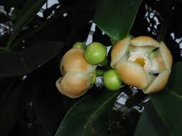 Attēlu rezultāti vaicājumam “Clusiaceae”