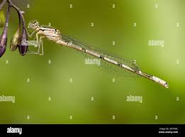 Attēlu rezultāti vaicājumam “Enallagma cyathigerum male”