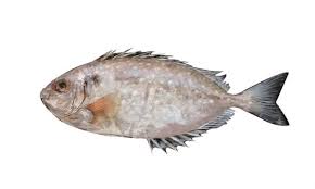 Image result for Siganus rivulatus
