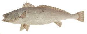 Image result for Argyrosomus japonicus