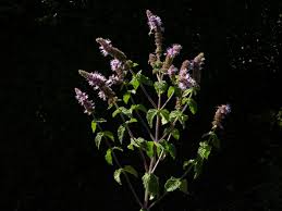 Attēlu rezultāti vaicājumam “Mentha spicata”