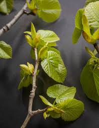 Attēlu rezultāti vaicājumam “Tilia americana”