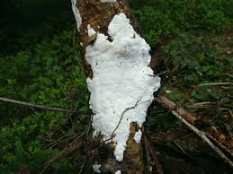 Attēlu rezultāti vaicājumam “Skeletocutis nivea”