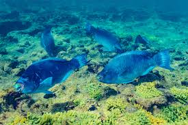 Image result for Scarus zelindae