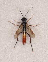 Attēlu rezultāti vaicājumam “Tenthredo mandibularis”