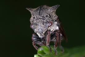 Attēlu rezultāti vaicājumam “Centrotus cornutus”