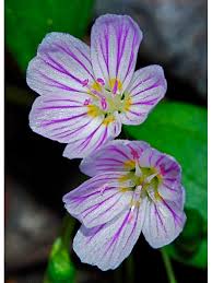 Attēlu rezultāti vaicājumam “Claytonia sibirica flower”