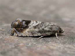 Attēlu rezultāti vaicājumam “Cydia splendana”