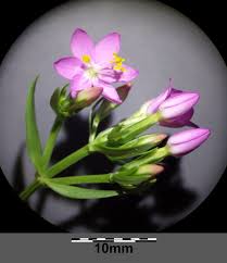 Attēlu rezultāti vaicājumam “Centaurium erythraea bud”