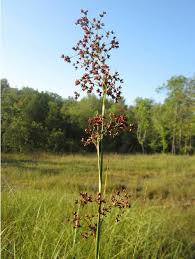 Attēlu rezultāti vaicājumam “Cladium mariscus”