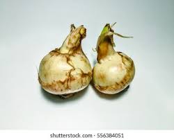 Attēlu rezultāti vaicājumam “Sagittaria sagittifolia fruit”