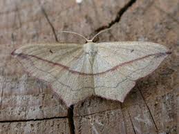 Attēlu rezultāti vaicājumam “Timandra comae”