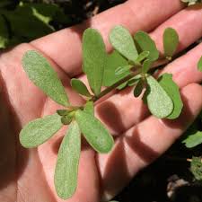 Attēlu rezultāti vaicājumam “Portulaca oleracea leaf”