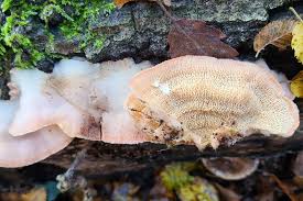 Attēlu rezultāti vaicājumam “Phlebia serialis”