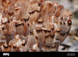 Image result for Podoscypha multizonata