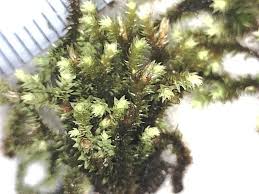 Attēlu rezultāti vaicājumam “Schistidium apocarpum”