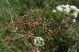 Attēlu rezultāti vaicājumam “Peucedanum oreoselinum”