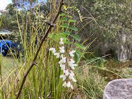 Attēlu rezultāti vaicājumam “Robinia pseudoacacia flower”