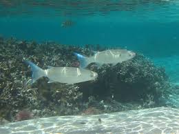 Image result for Crenimugil seheli