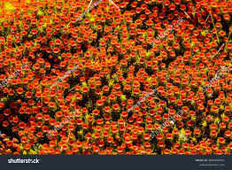 Attēlu rezultāti vaicājumam “Cirriphyllum piliferum sporophyte”