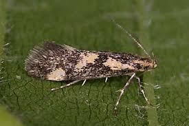 Attēlu rezultāti vaicājumam “Denisia similella”