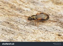 Attēlu rezultāti vaicājumam “Bembidion sp.”