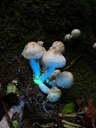 Attēlu rezultāti vaicājumam “Psathyrella pygmaea”