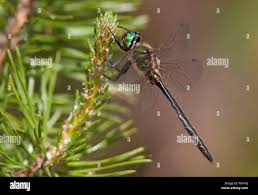 Attēlu rezultāti vaicājumam “Cordulidae”