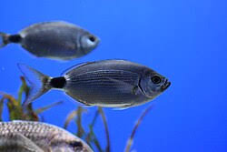 Image result for Oblada melanurus