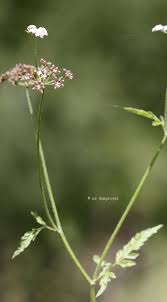 Attēlu rezultāti vaicājumam “Torilis japonica fruit”