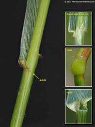Attēlu rezultāti vaicājumam “Lolium perenne”
