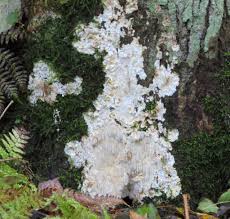 Attēlu rezultāti vaicājumam “Hydnocristella himantia”