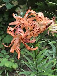 Attēlu rezultāti vaicājumam “Lilium lancifolium flower”