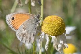 Attēlu rezultāti vaicājumam “Coenonympha pamphilus upperside”