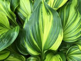 Attēlu rezultāti vaicājumam “Hosta sp. leaf”