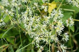 Attēlu rezultāti vaicājumam “Echinocystis lobata flower”
