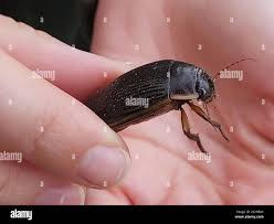 Attēlu rezultāti vaicājumam “Dytiscus dimidiatus”