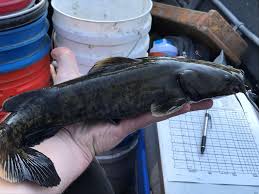 Image result for Pylodictis olivaris